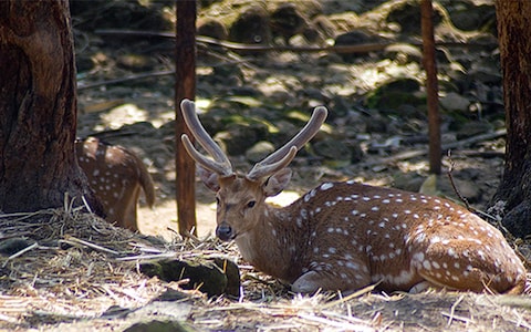 Malsi Deer Park